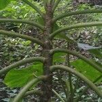 Begonia sericoneura Листок