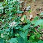 Pycnanthemum incanum Flower