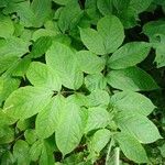 Aralia nudicaulis Φύλλο