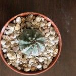 Euphorbia obesa 叶