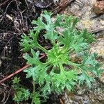 Saxifraga trifurcata Blatt