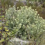 Castilleja grisea Habitatea