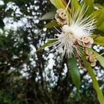 Syzygium jambos Blomma