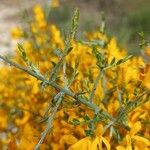 Cytisus galianoi Leaf