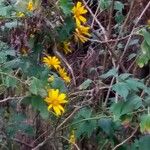 Tithonia diversifolia Blomma