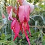 Clianthus puniceus Flor