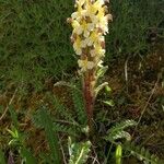 Pedicularis oederi Květ