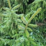 Picea omorikaLeaf