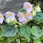 Begonia formosana Leaf