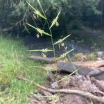 Brachypodium pinnatum Blüte