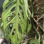 Monstera obliqua List