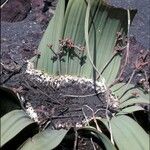 Welwitschia mirabilis Flors