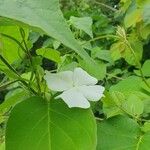 Thunbergia laevis Blad