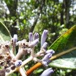 Psychotria poissoniana Blüte