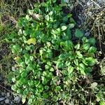 Cochlearia officinalis Habitatea