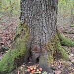 Sorbus domestica Escorça