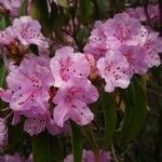 Rhododendron davidsonianum Floro