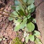 Micranthes virginiensis Leaf