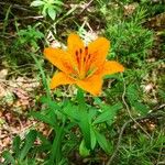 Lilium bulbiferumBlüte