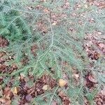 Abies balsamea 叶