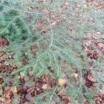 Abies balsamea Feuille