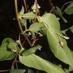 Jacquemontia pentanthos Feuille