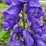 Aconitum variegatum Blomst