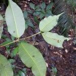 Parahancornia fasciculata Folha