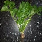 Brassica juncea पत्ता