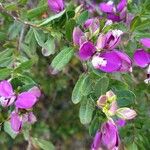 Polygala myrtifoliaFleur