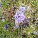 Jasione laevisFlor