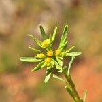 Euphorbia exigua Květ