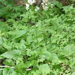 Valeriana lapathifolia Habit