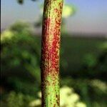 Conium maculatum Bark