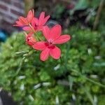 Hesperantha coccinea Flor