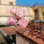 Rosa abietina Кветка
