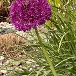 Allium pyrenaicum Blomst
