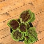 Pilea mollis Leaf