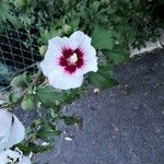 Hibiscus syriacus Flor