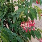 Begonia coccineaFlor