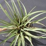 Tillandsia chontalensis Other