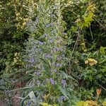 Echium pininanaFloare