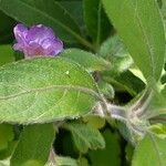 Ruellia longepetiolata Кветка