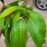 Mangifera indicaBlatt