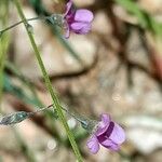 Tephrosia dregeana Flower