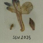 Scutellaria prostrata Прочее