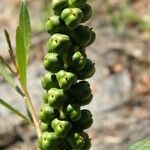 Stillingia sylvatica Fruit