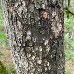 Photinia arbutifolia Bark