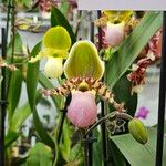 Paphiopedilum victoria-regina 花