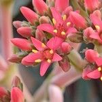 Crassula perfoliata Flor